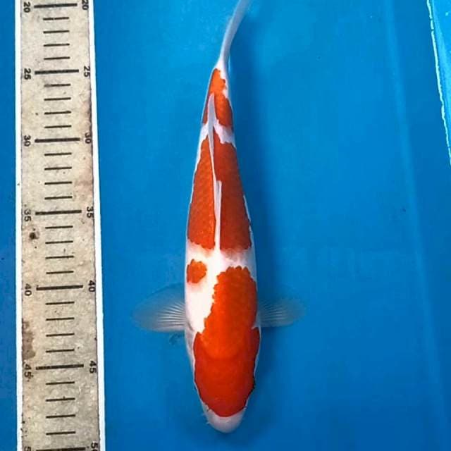 Kohaku, 27 cm