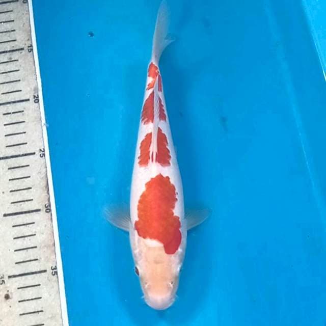 Kohaku, 24 cm