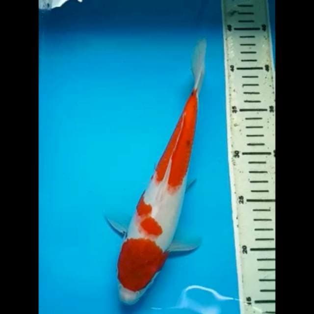 KOHAKU TATEGOI SHOWA 29 Cm