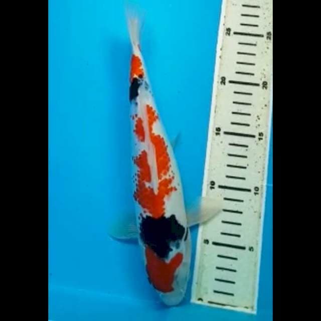 MARUTEN SHOWA ORIGINAL 28 Cm