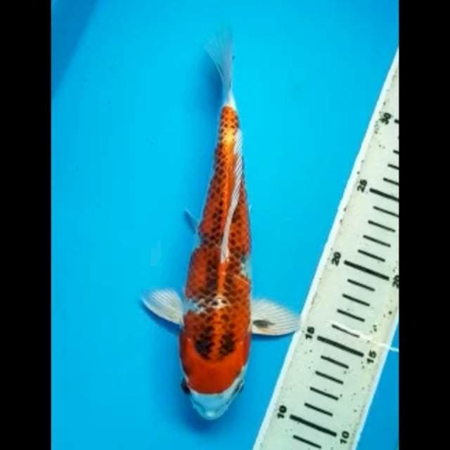 HI KUJAKU 25 Cm