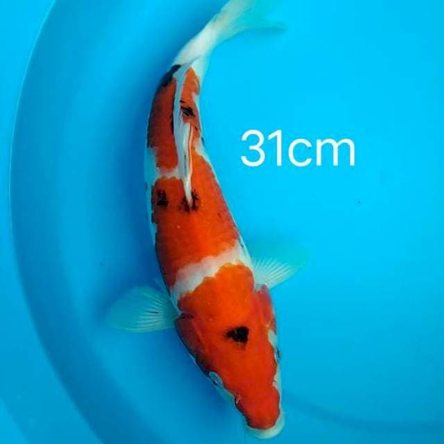 sanke 31 cm