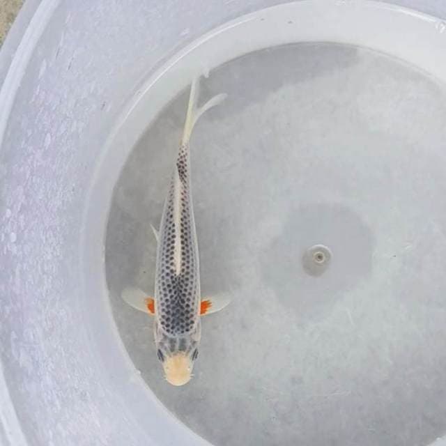 2 ~ ASAGI