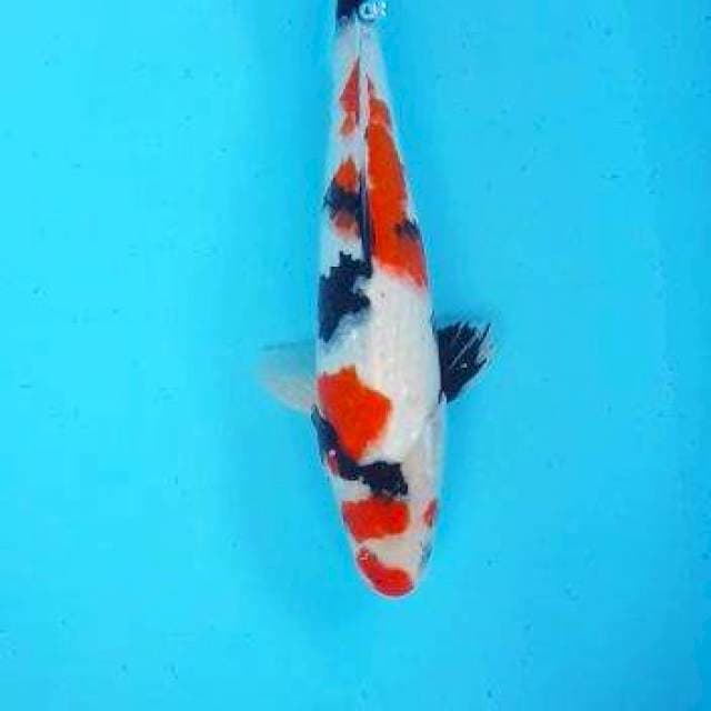 KINDAI 33 M
