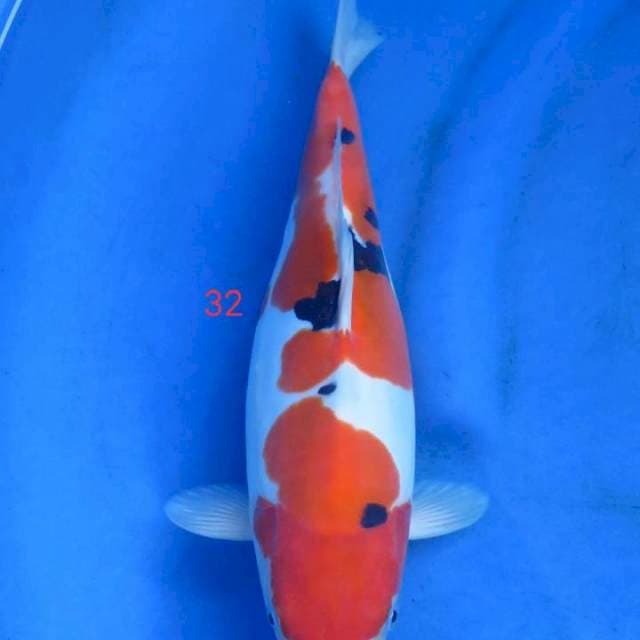Sanke doit murni 32cm
