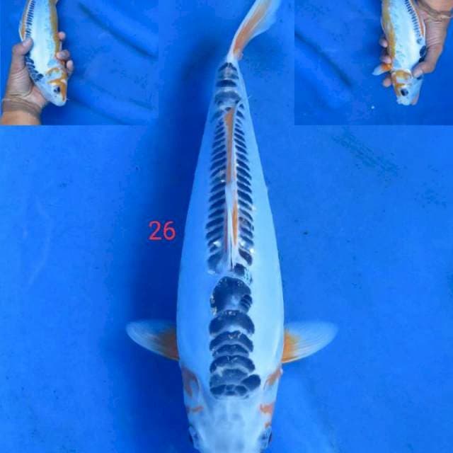 Sushui 26cm