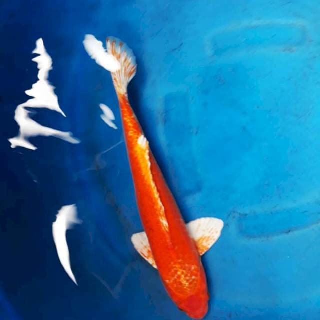 Aja madsuba41cm 