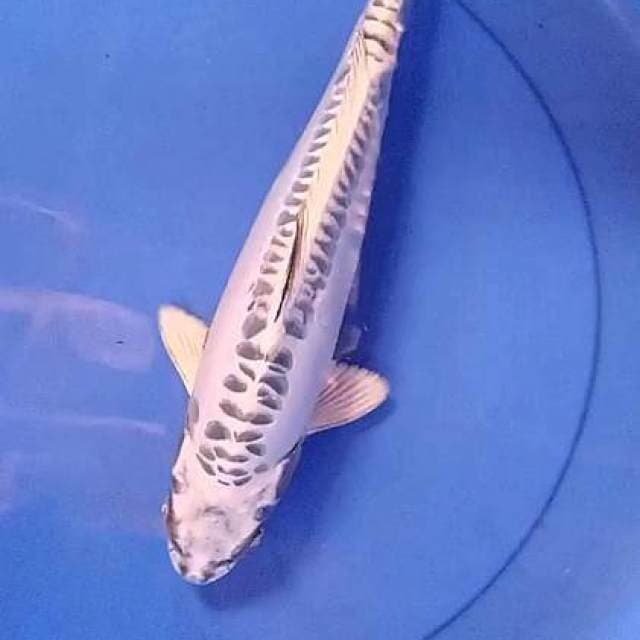 Gin matsuba 33 cm