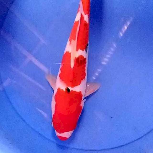Sanke red strong 33 cm