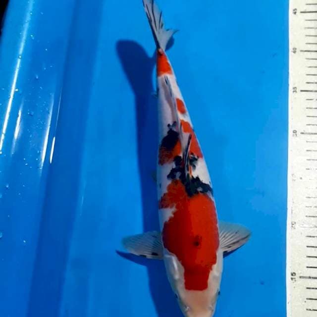 SANKE BULKY JANTAN 34 CM