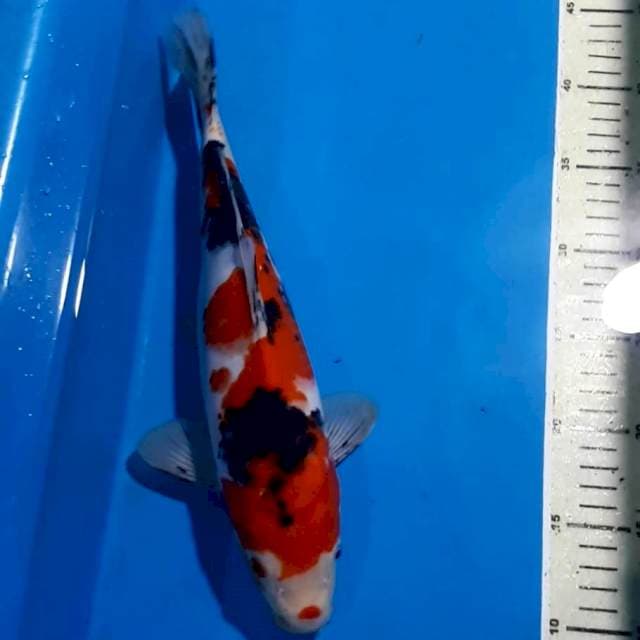 SANKE BLACK STRONG 33 CM