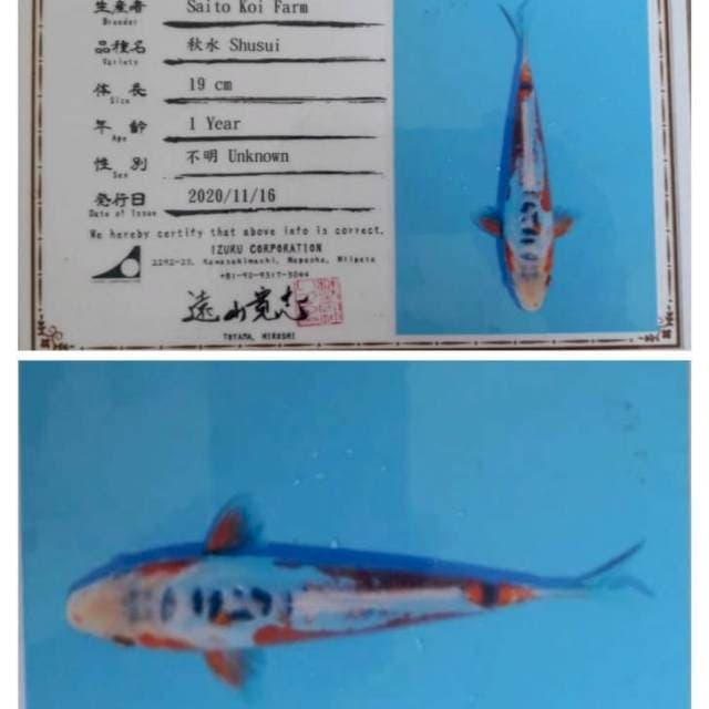 Susu i saito