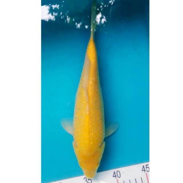 Karashi Gibrin 29cm