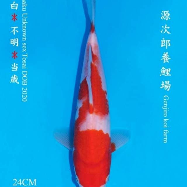 Kohku JT hosikin