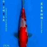 Kohaku JT hosikin