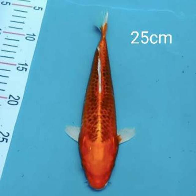 Aka matsuba 25cm