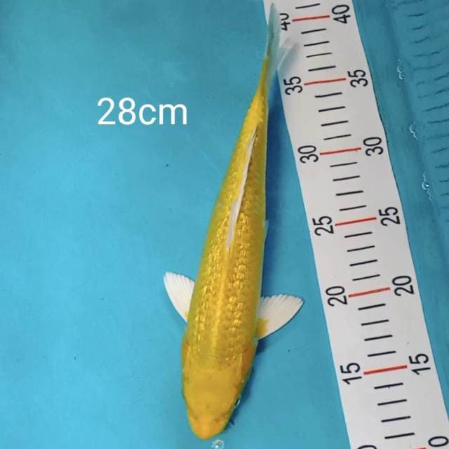 Yamabuki ginrin 28cm