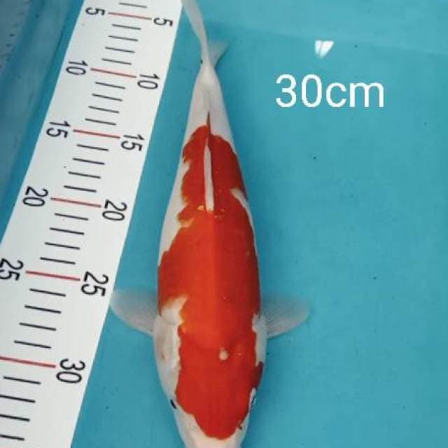 Kohaku 30cm