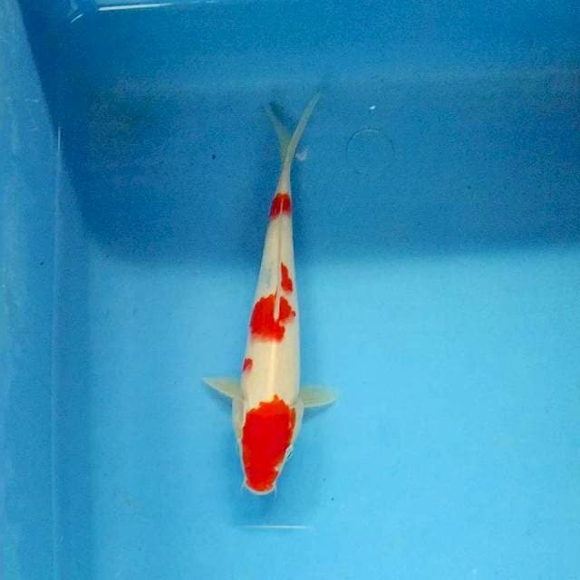 Sanke 19cm