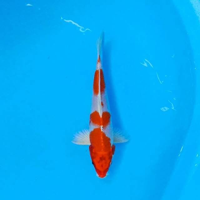 Kohaku Hikari 25 cm