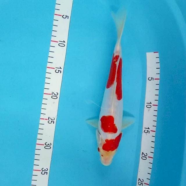 Kohaku Doitsu 25cm