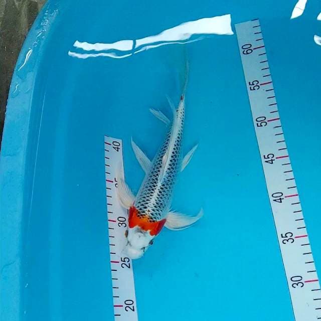 Kumpay Tancho kujaku 30cm