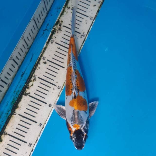 KIN KIKOKURYU MALE