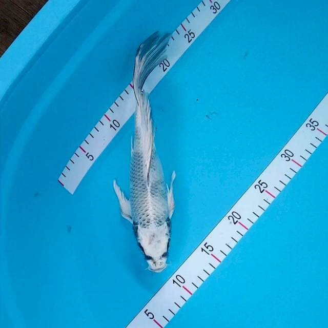Kumpay gin shiro 30cm