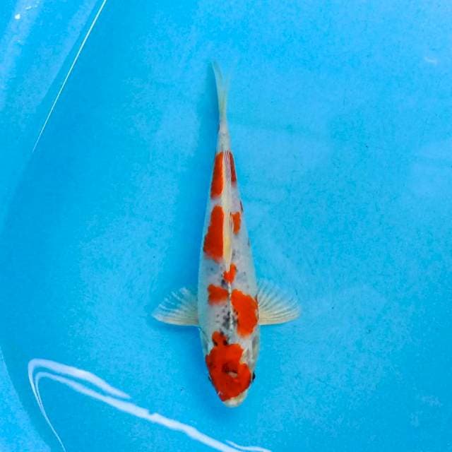 Sanke 25 cm
