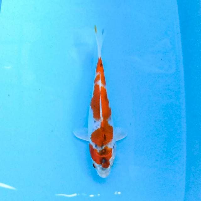 Kin Showa 22 cm