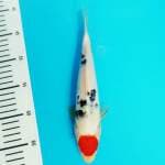 TANCHO SANKE HQ 24CM