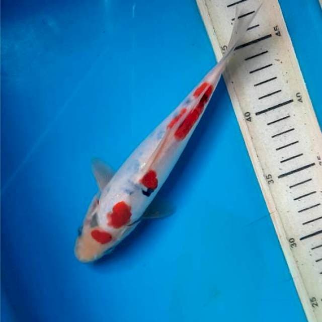 Maruten showa doit 21cm