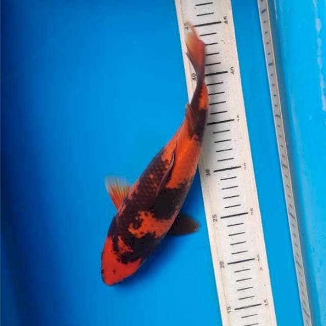 Utsuri 27cm