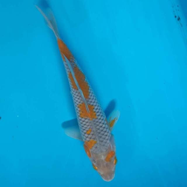 OCHIBA MALE