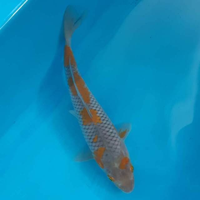 OCHIBA MALE