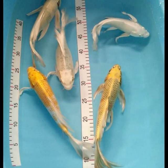 Mix 24-31cm 5 ekor