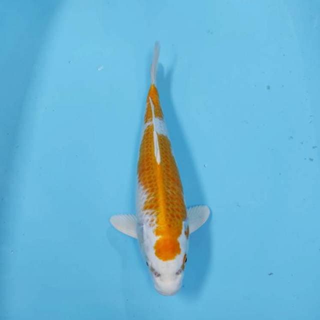 HARIWAKE