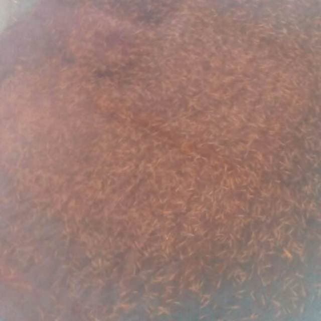 burayak gosanke +-5000 ekor