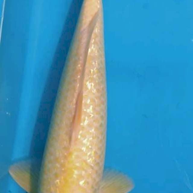Karasi gindrin mbulki