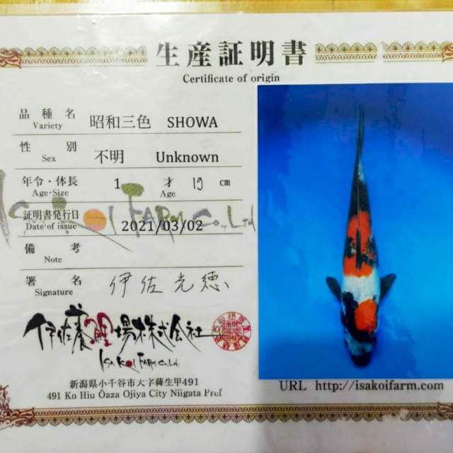 Showa Import Isa Koi Farm