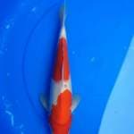 Kohaku 35cm