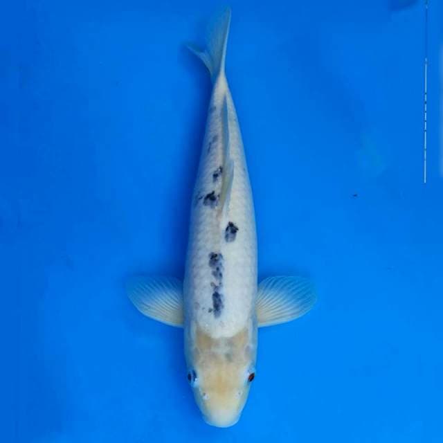 Tategoi Shiro Import non serti
