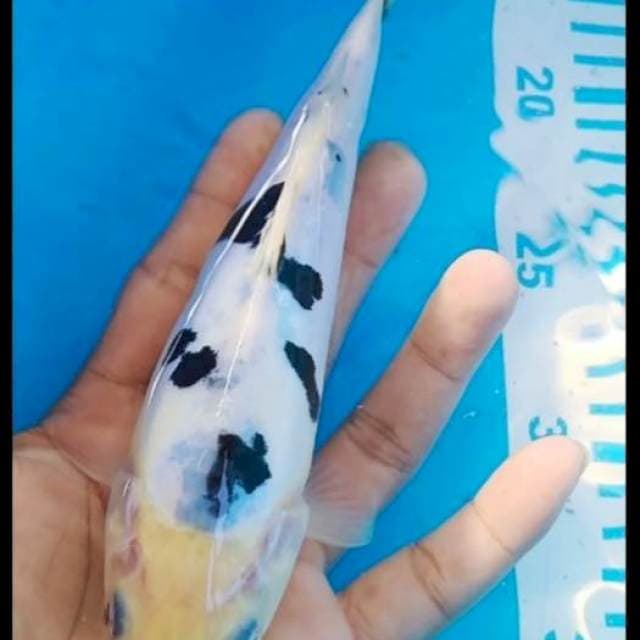 Beko doidsu 20cm