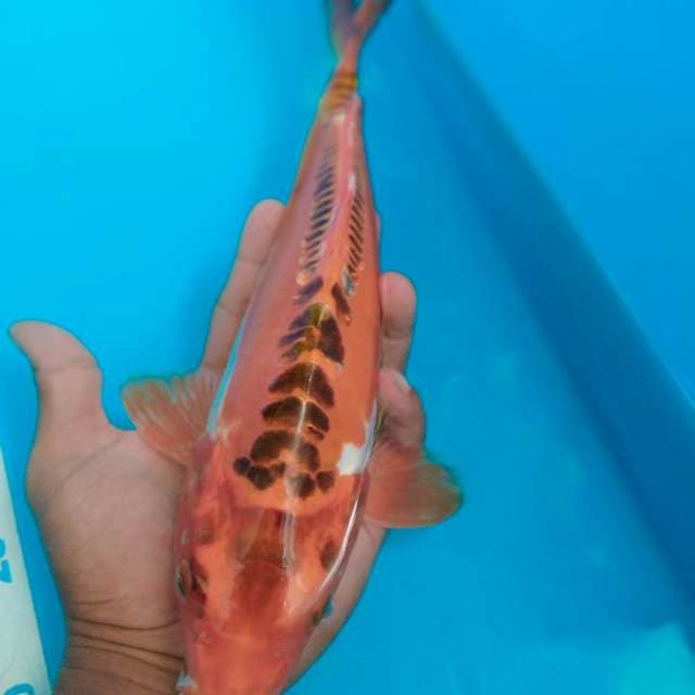 Antkan 31cm