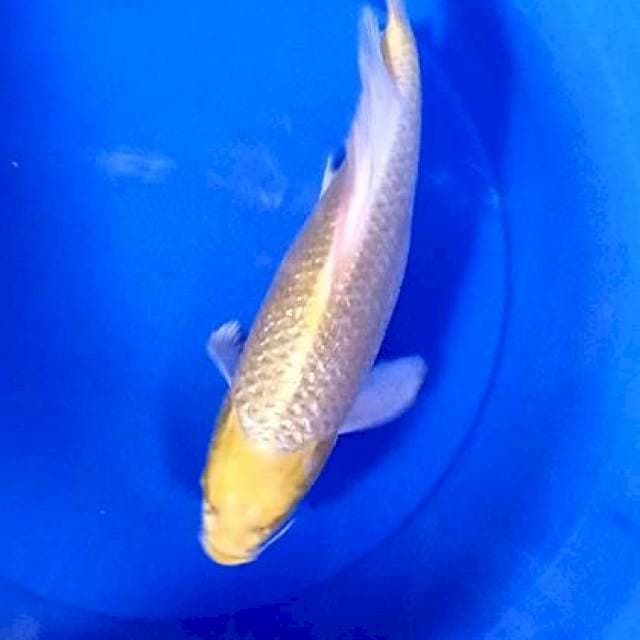 Kumpay ogon ginrin bersih 35 cm