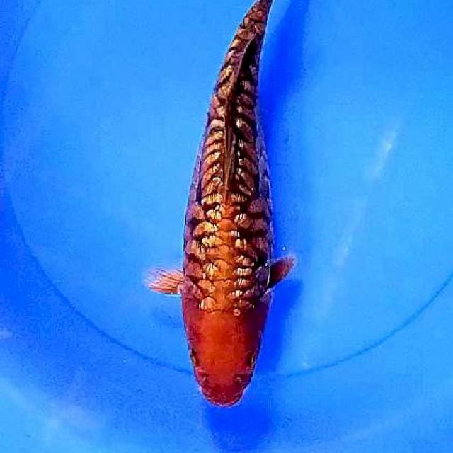 Cagoi sisik naga ginrin 32 cm