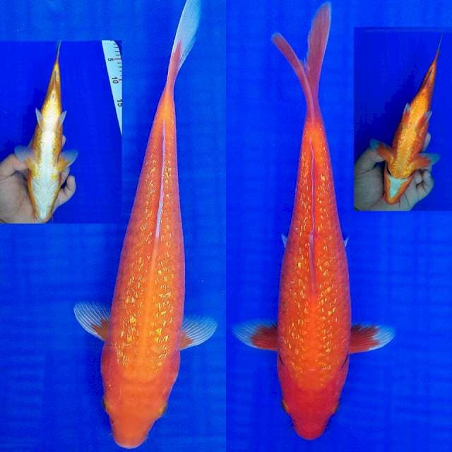 Duo benigoi ginrin 25-28cm