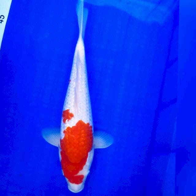 Kohaku ginrin 38cm