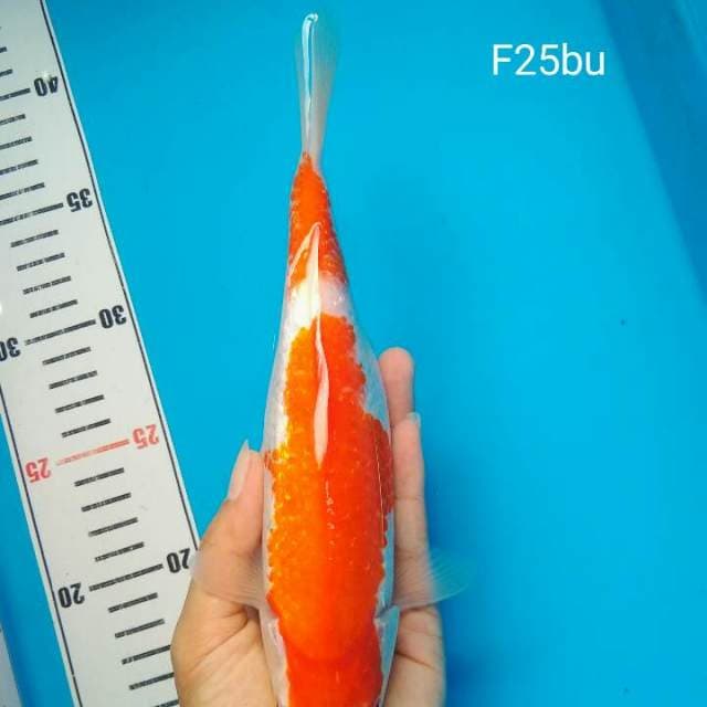 Kohaku Ginrin Quality