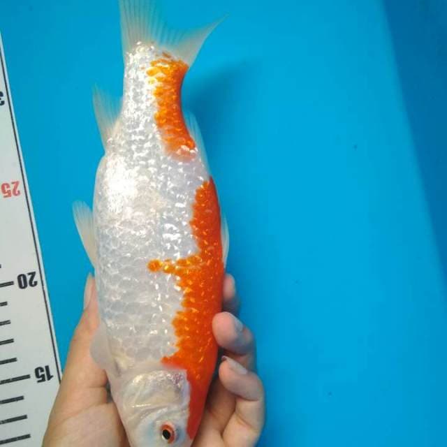 Kohaku Ginrin Quality